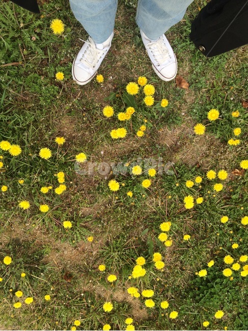 자연,식물,꽃,flower,nature