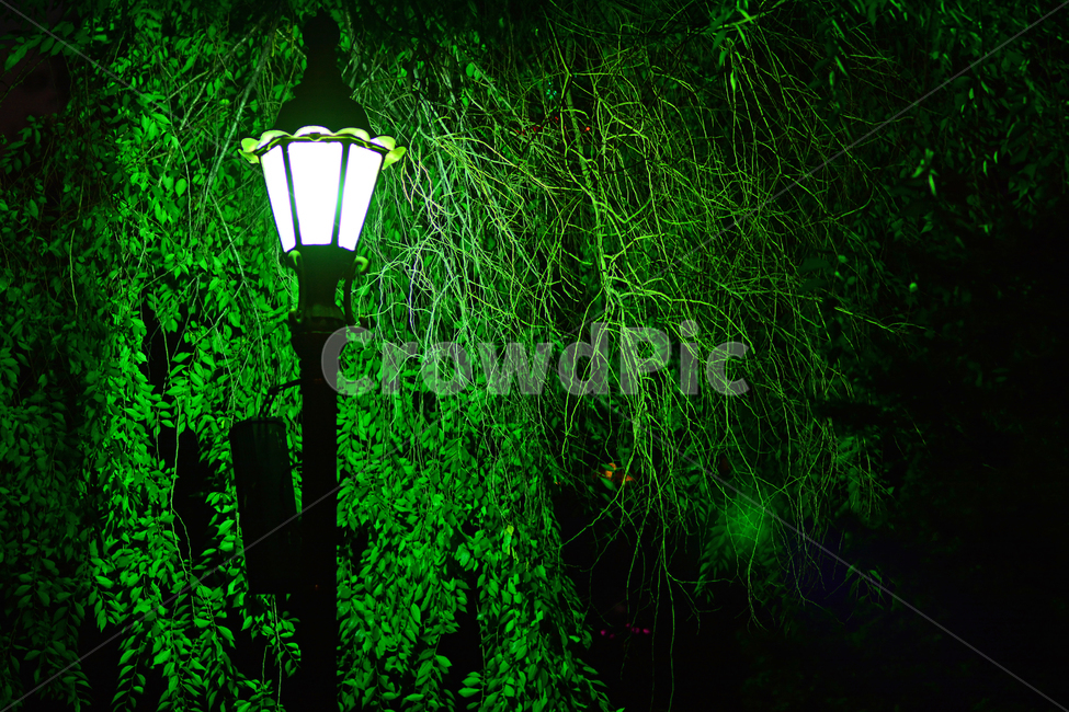야경,밤풍경,가로등,녹색,나뭇잎,조명,나이트,밤,night,light,분위기,배경,바탕,백그라운드,background,green,streetlamp,streetlight,야간,공원,야경,밤,풍경,nightscape,night,landscape,lamp post,램프 포스트