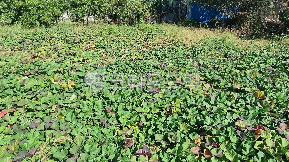 식물,자연,시골,고구마,고구마밭,농사