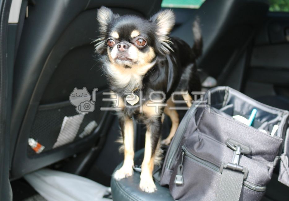 애완동물,개,dog,pet,치와와,animal,포유류,장모치와와,검정강아지