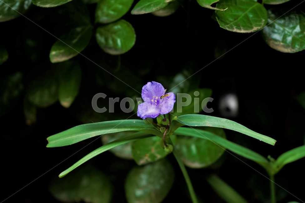 자주닭개비,자주달개비,꽃,식물,자연,보라색,꽃술,다년생,배경화면,nature,plant,flower,violet,background,green,leaves