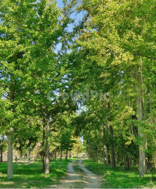 숲,자연,나무,treetrunk,식물,plant