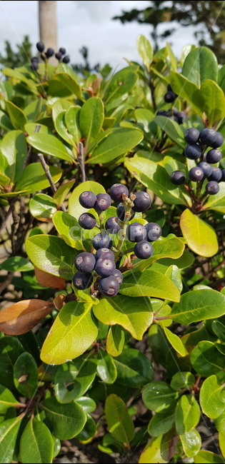 plant,식물,보라,아로니아,블루베리,fruit,과일