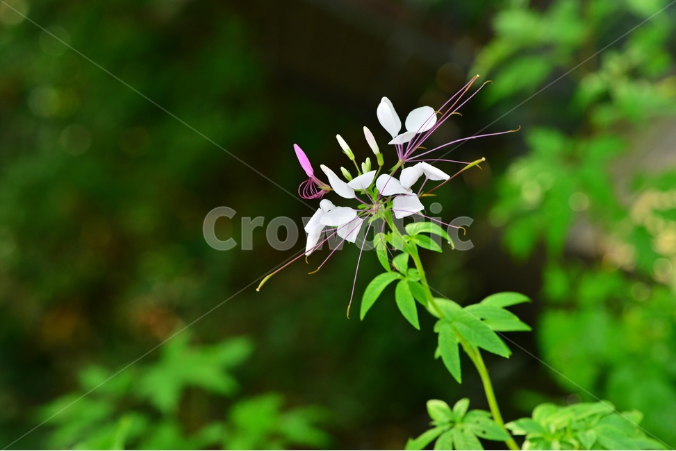 plant,식물,blossom,flower,꽃,풍접초,풍접초꽃,식물,자연,plants,nature