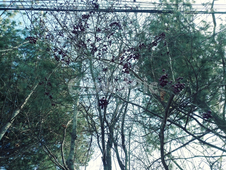 나무,가지,식물,자연,초록,하늘,피톤치드,식물,자연,plants,nature,나무,trees,wood
