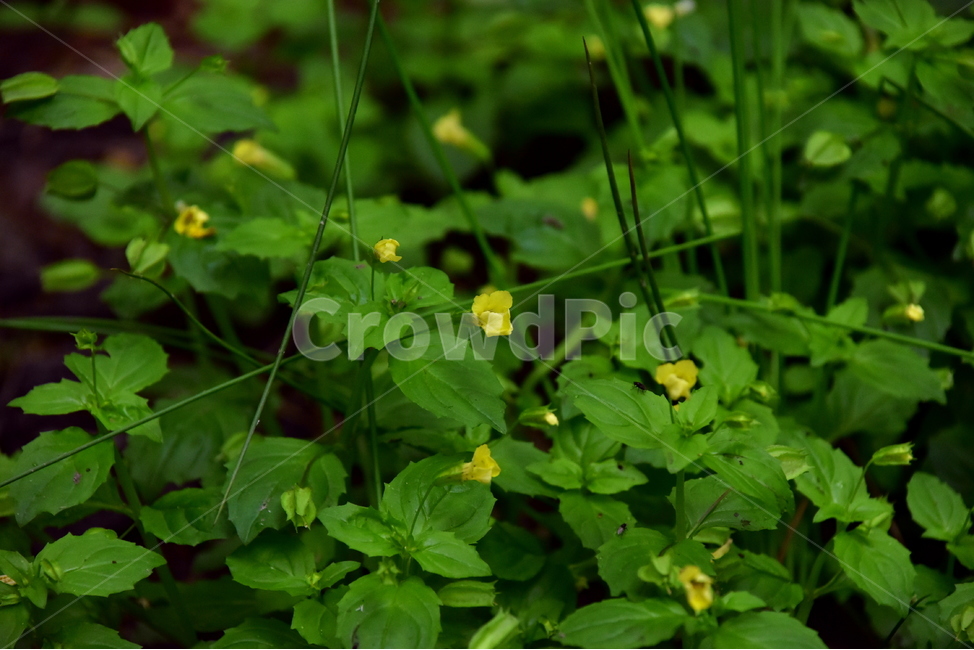 꽈리아재비,야생화,생태,식물,자연,꽃,힐링,플라워,wildflower,flower,plants,nature,season,감성,느낌,emotion,feeling,초본,식물,자연,plants,nature,꽃,flower