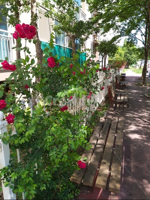 붉은장미,낡은벤치,그늘,시원함,자연,싱그러움,red,rose,초록,green,울타리,fence,nature,풍경,배경,background