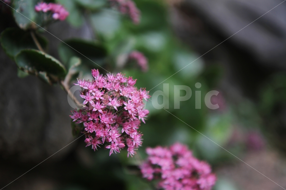둥근잎꿩의비름,꽃,야생화,가을꽃,식물,자연,식물,자연,plants,nature,꽃,flower