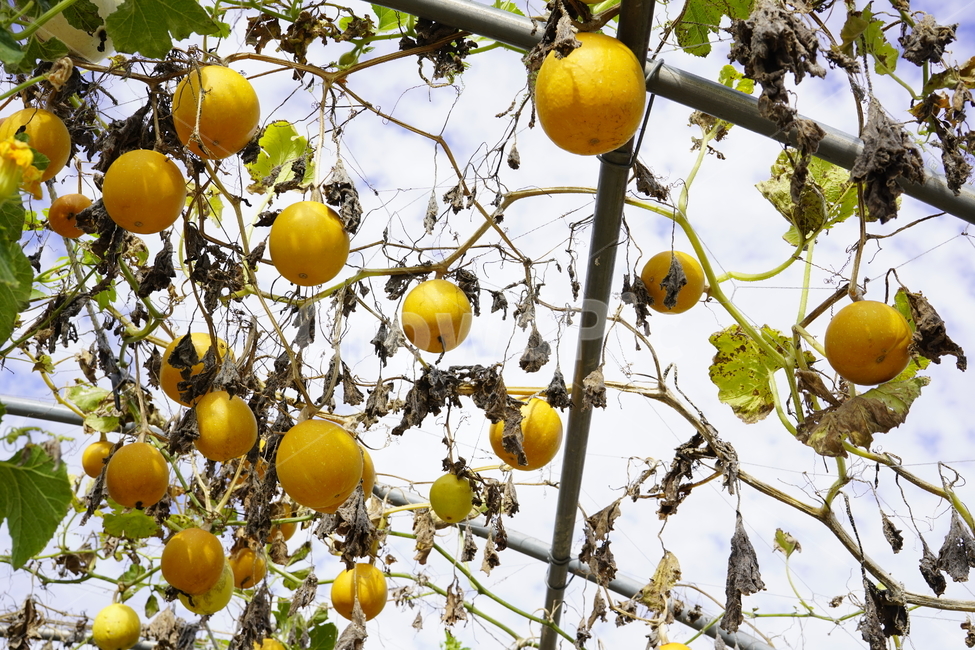 박,식물,덩굴,노란색,plants,gourd,식물,자연,plants,nature,과일,열매,fruit