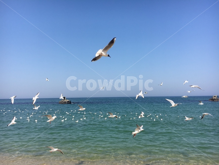 제주도바다,하늘,갈매기,새,비상,해안