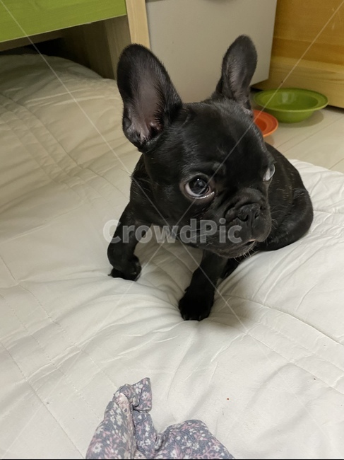 강아지,프렌치불독,댕댕이,동물,프랑스불독,애완동물,pet,animal