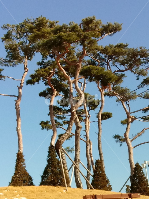 소나무,나무,나무가지,식물,plant,tree,sky