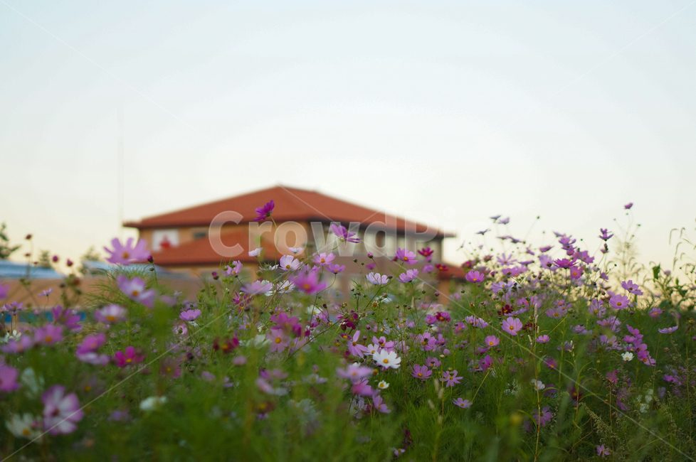 코스모스,꽃,가을,핑크,풍경,outdoors,옥외,nature,자연,grassland,목초지,field,들,rural,농촌