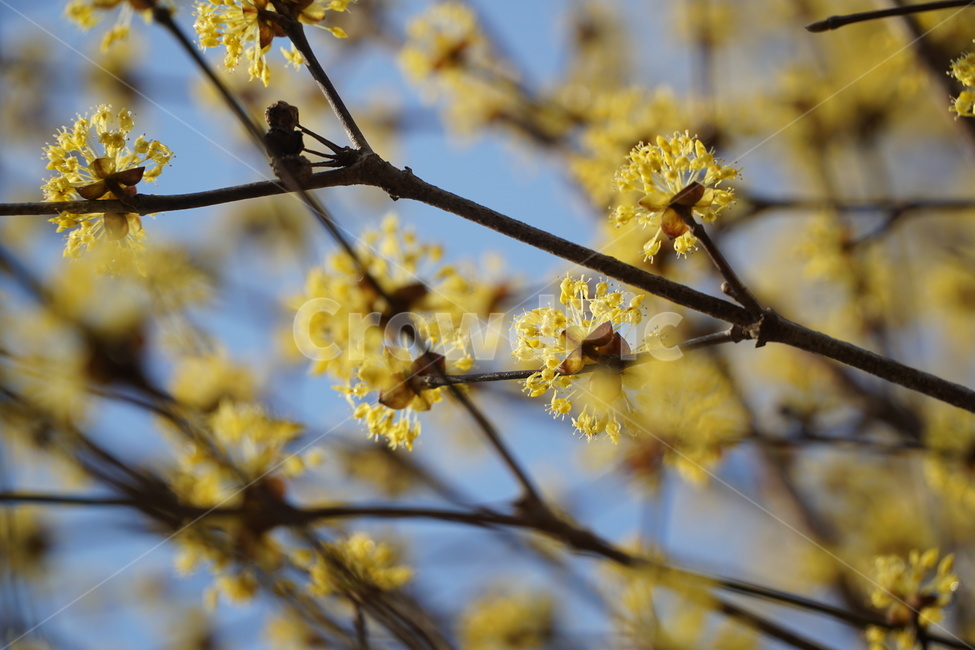 산수유,꽃,꽃나무,봄,풍경,시골,식물,자연,plants,nature,꽃,flower