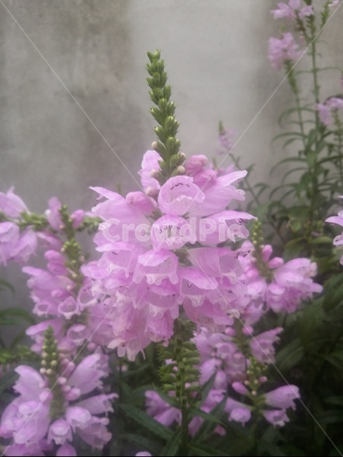 꽃,식물,flower,plant,자연,식물,자연,plants,nature