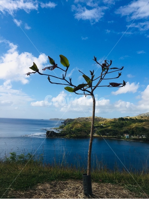 하늘,나무,괌,푸른하늘,자연,자연,풍경,nature,landscape,outdoors,옥외,land,땅,shoreline,해안선,water,물,ocean,대양,sea,바다,bird,새,animal,동물,coast,연안