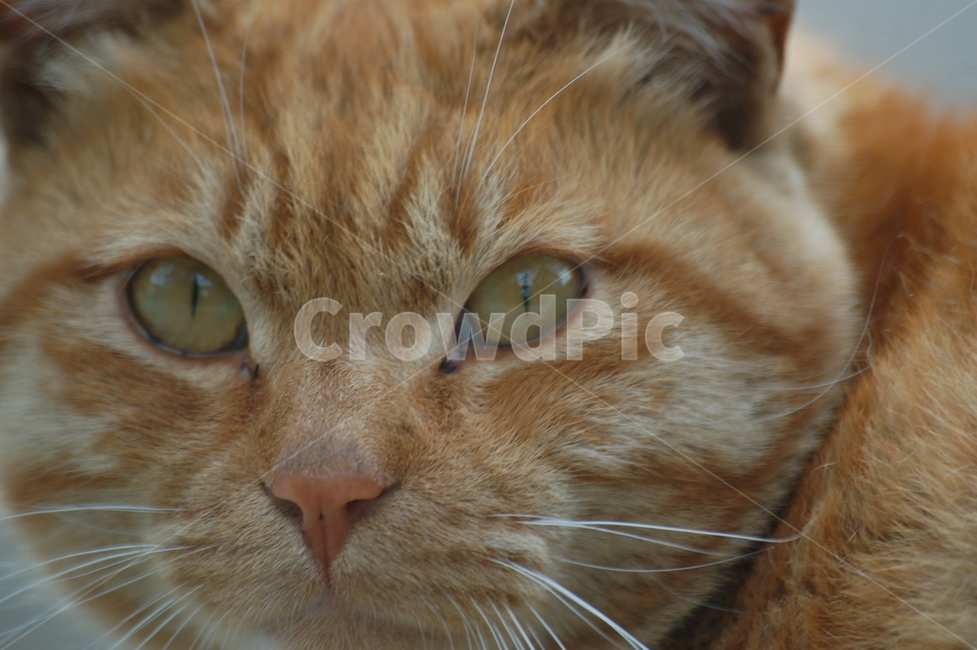 동물,고양이,cat,길고양이,냥이,동물,animal,포유류,mammal,고양이,cat,kitten,kitty