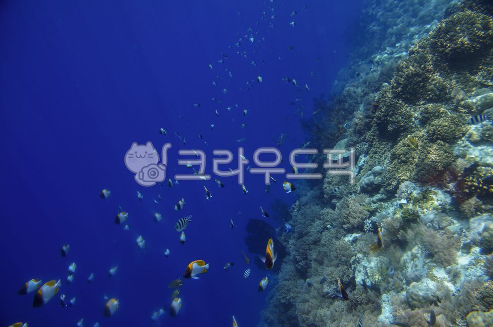 water, 물, animal, 동물, nature, 사진,이미지,일러스트,캘리그라피 - cottonmaru작가