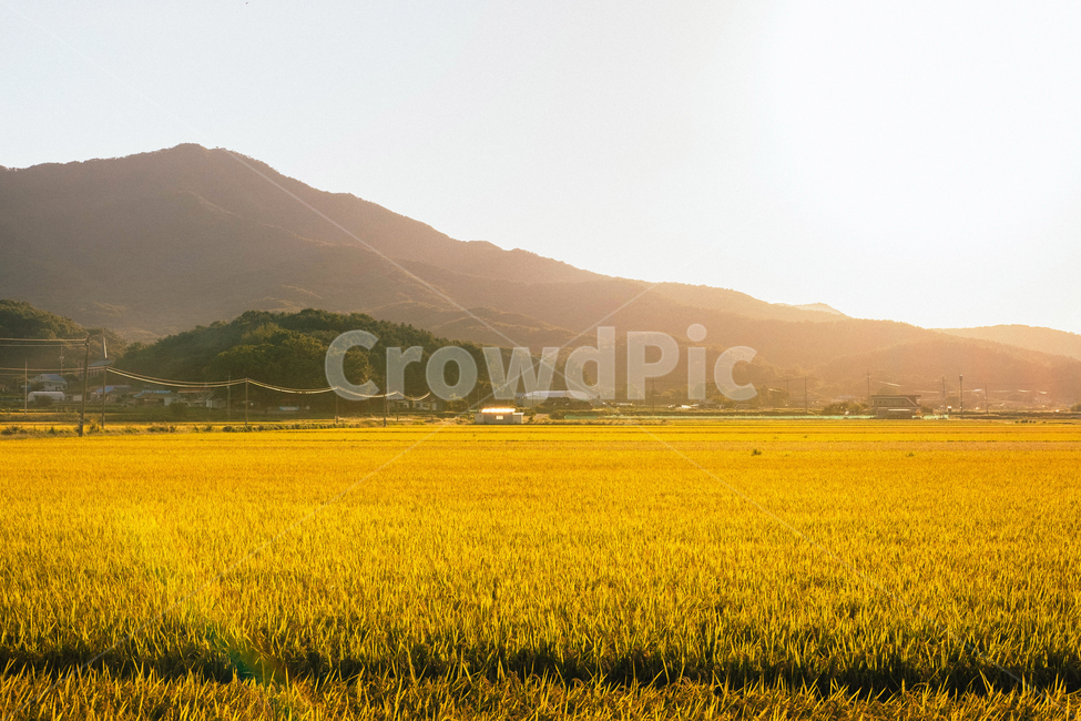 농촌,추수,가을,벼,풍년,시골,풍경,농사,벼이삭,시골,마을,풍경,landscape,country,rural,town,산업,industry,industrial,농업,농사,agriculture,farming,farming industry