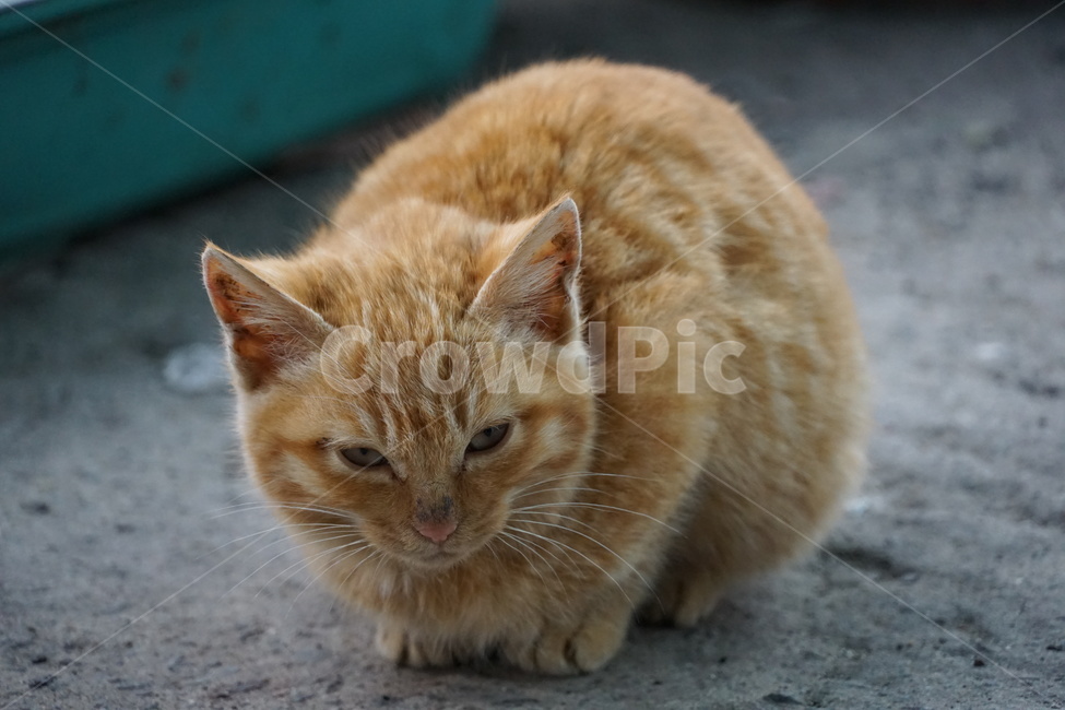 고양이,길냥이,치즈,새끼고양이,아깽이,아기고양이,동물,동물,animal,포유류,mammal,고양이,cat,kitten,kitty