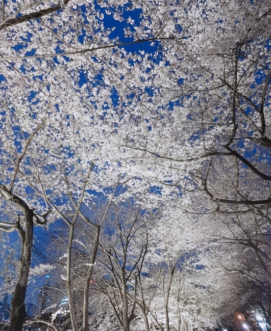 배경,벚꽃,나무,꽃,봄,저녁