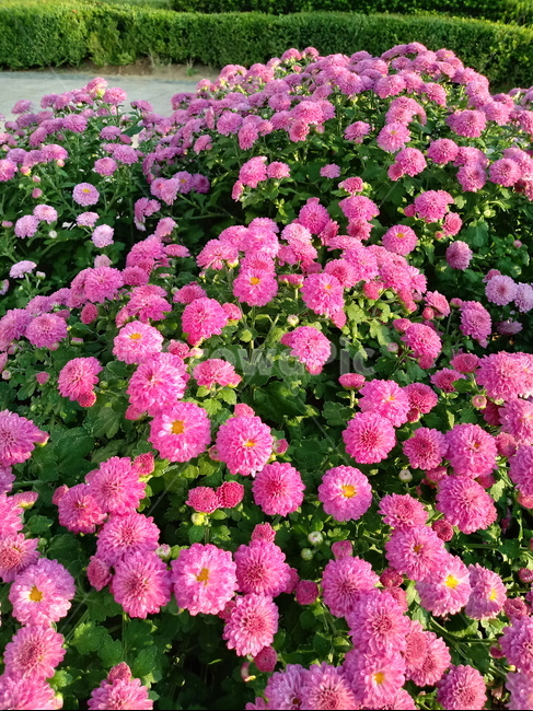 국화,꽃,plant,식물,flower,다년생초본식물,오상고절,관상식물,소국,식물,자연,plants,nature,꽃,flower