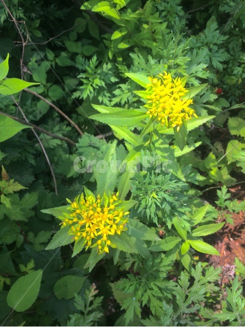 꽃,식물,자연,flower,nature