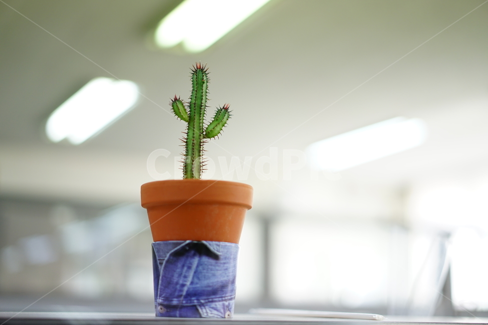 선인장,화분,화초,취미,식물,생명,가시,식물,자연,plants,nature,실내용화초,화분,화초,house plant