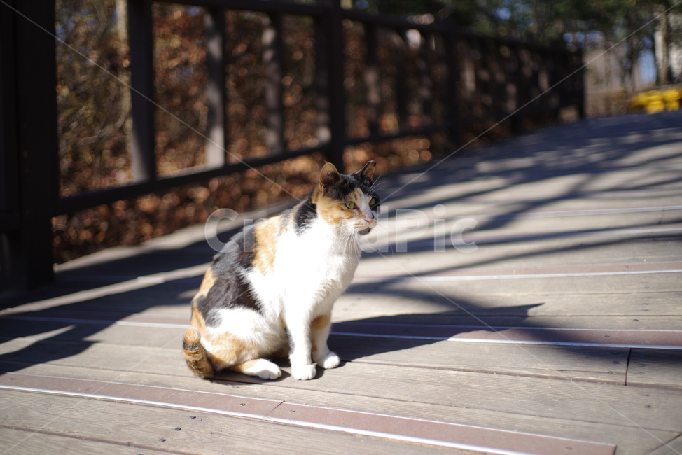 고양이,길고양이,길냥이,동물,야생동물,야생,자연,cat,kitty,kitten,pet,animal,gato,동물,animal,포유류,mammal,고양이,cat,kitten,kitty