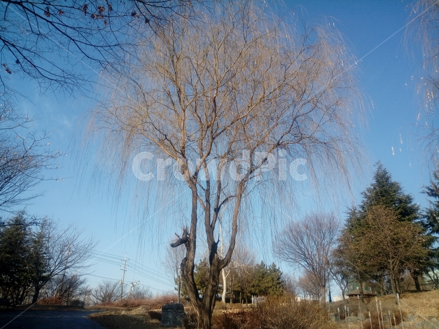 나무,겨울,감성,감상,웅장함,자연,풍경,feeling,nature,tree,겨울,계절,winter,season,식물,자연,plants,nature,나무,trees,wood