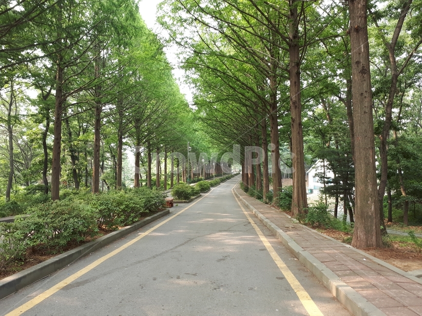 숲,나무,산길,숲길,산