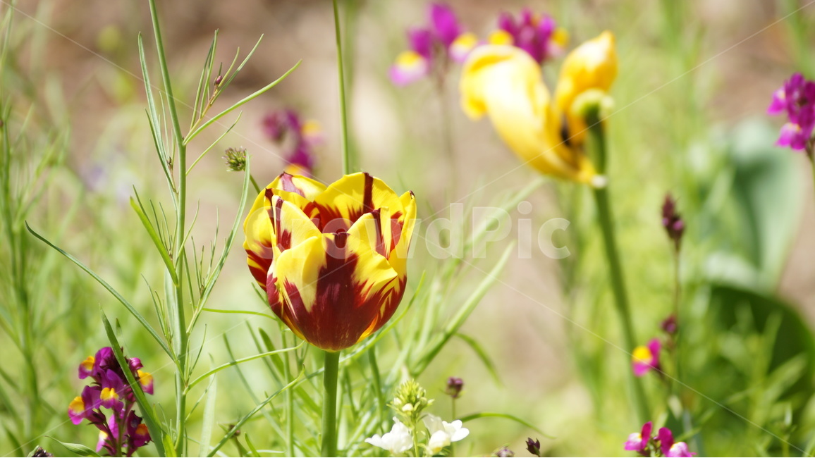 봄꽃,꽃,자연,풍경,튜울립,봄,계절,spring,season,식물,자연,plants,nature,꽃,flower,plant
