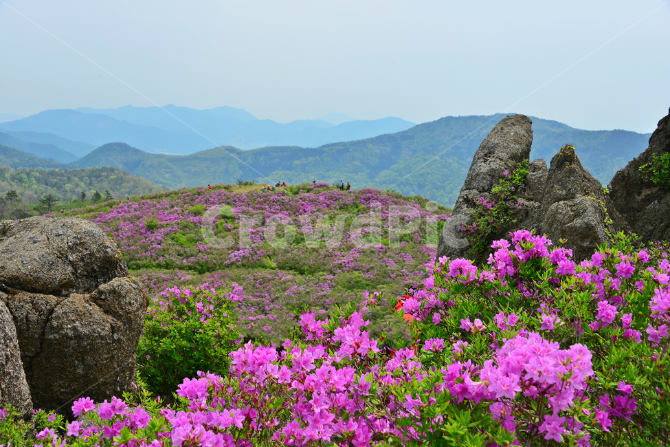 hill,언덕,flower,blossom,꽃,plant,식물,outdoors,옥외,nature,자연,경치,경관,풍경,보성,초암산,초암산봄,조암산철쭉꽃,절쭉꽃,철쭉