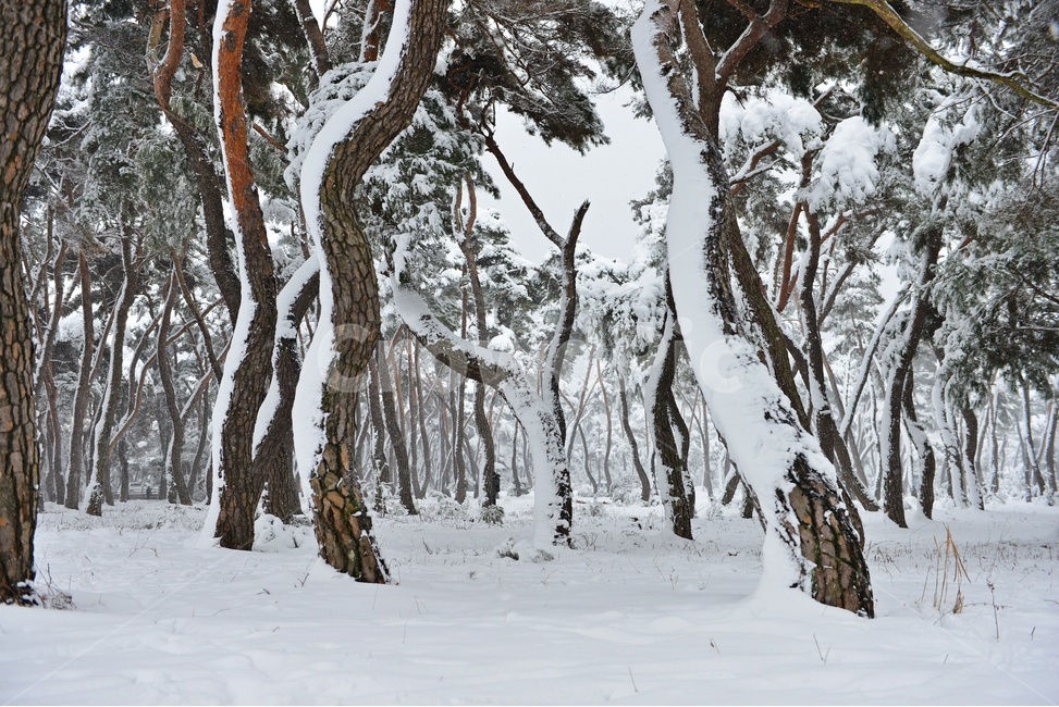 tree,나무,plant,식물,nature,자연,outdoors,옥외,winter,snow,눈,storm,폭풍,blizzard,눈보라,treetrunk,나무줄기,경주,삼릉,삼릉소나무,삼릉솔숲,소나무,솔숲,삼릉설경,솔숲설경,겨울,계절,겨울,계절,winter,season,자연,풍경,nature,landscape