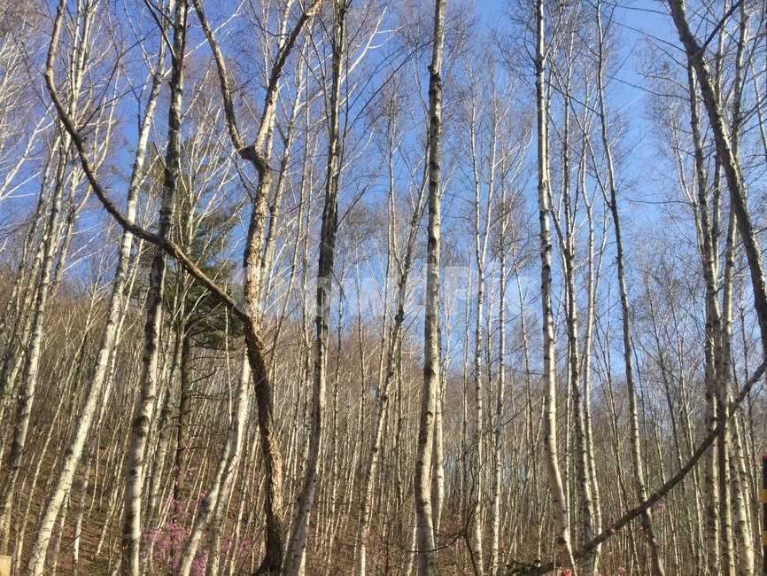 삼림지,자작나무,나무,tree,woodland,forest