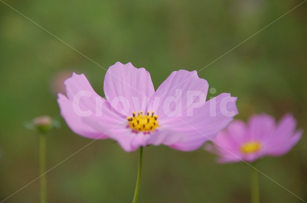 가을,코스모스,자연,풍경,밝음,따뜻함,가을,계절,fall,autumn,season,식물,자연,plants,nature,꽃,flower,geranium,제라늄,blossom,plant