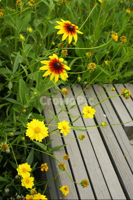 꽃,들꽃,식물,flower,plant