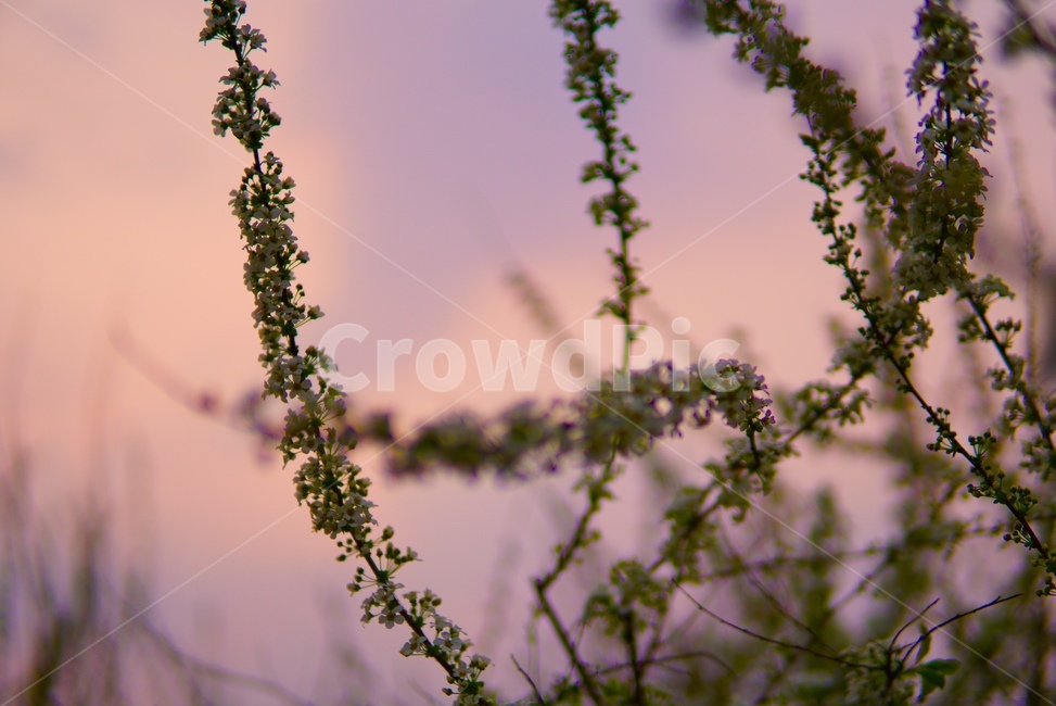 꽃,봄,감성,벚꽃,색감,식물,자연,plants,nature