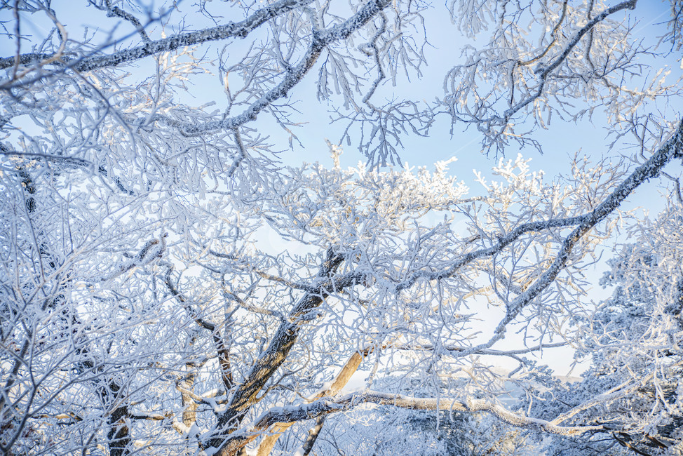 태백산,상고대,겨울,눈꽃,겨울풍경,풍경,산,겨울산,설산,nature,자연,snow,눈,frost,겨울,계절,winter,season,자연,풍경,nature,landscape