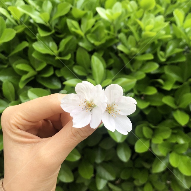 봄,벚꽃,초록,꽃,여름