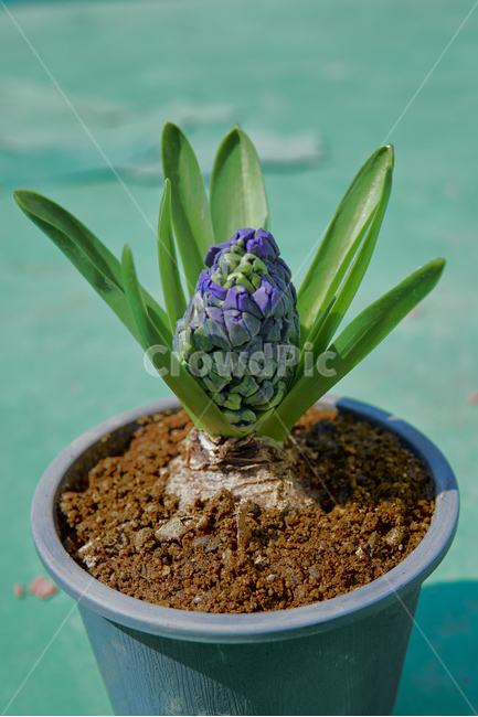 꽃집,히아신스,인테리어,interior,flower,들꽃,생화,조화,화분,hyacinth,자연,nature,생태계,ecosystem,plant,꽃,식물,실내용화초,화분,화초,house plant