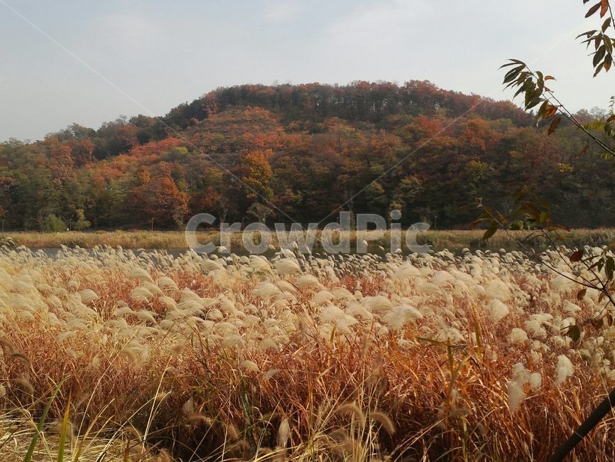 갈대,광교호수공원,산책로,계절,식물,풍경