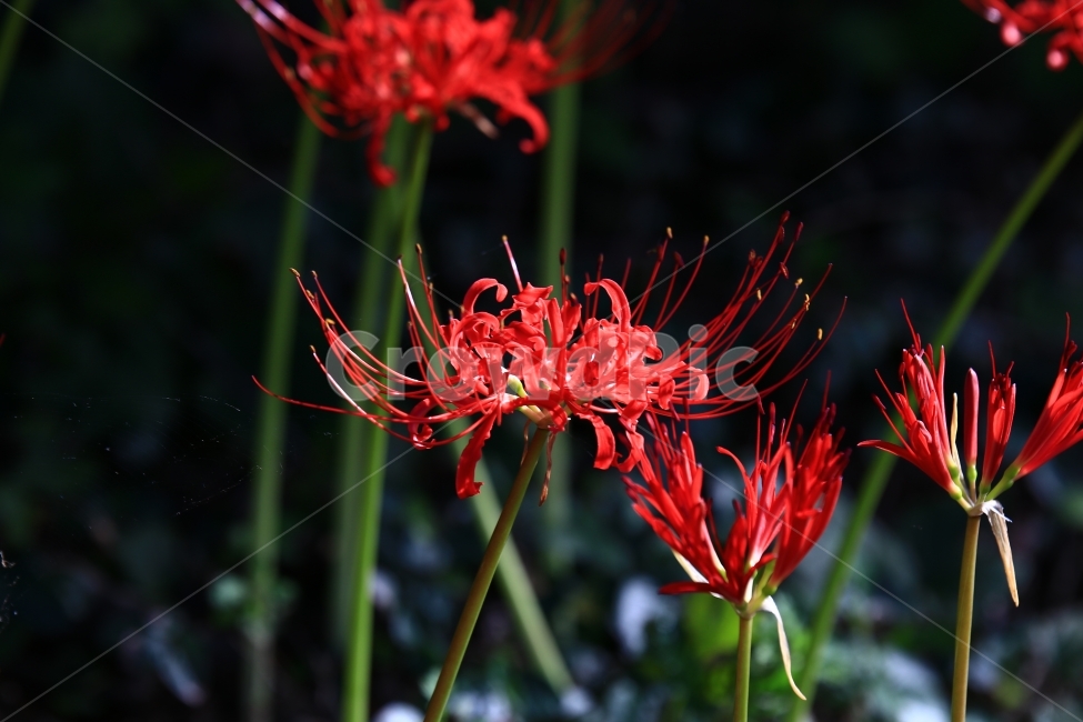 상사화,꽃무릇,꽃,붉은꽃,불갑사,flower,식물,자연,plants,nature,꽃,flower
