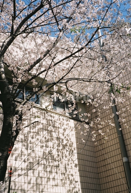 하늘,벚꽃,나무,꽃,봄,sky,spring,cherryblossom