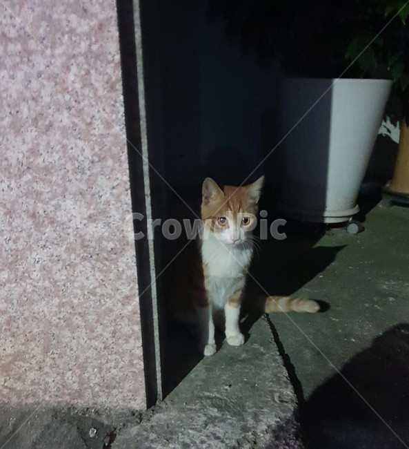길고양이,고양이,코숏,코리안숏헤어,야생동물,개냥이,동물,animal,포유류,mammal,고양이,cat,kitten,kitty