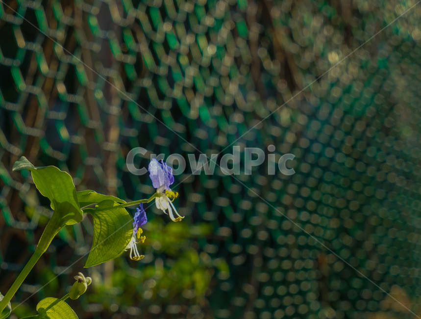 나팔꽃,꽃,들꽃,야생화,넝쿨,식물,자연,식물,자연,plants,nature,꽃,flower