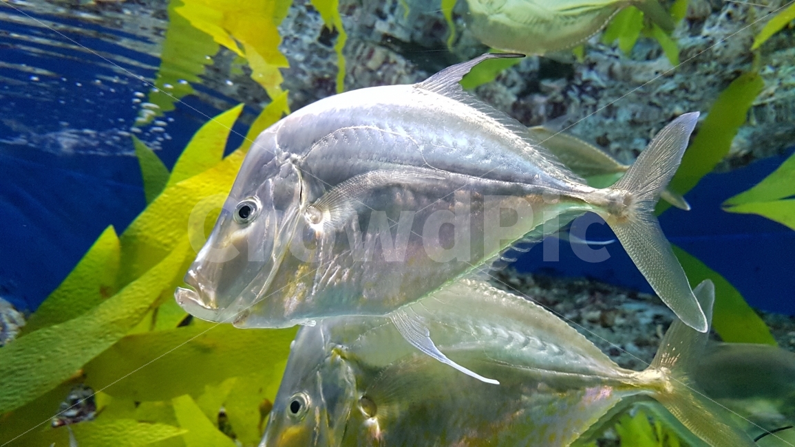 물고기,생선,아쿠아리움,수족관,예술,동물,animal,어류,물고기,fish