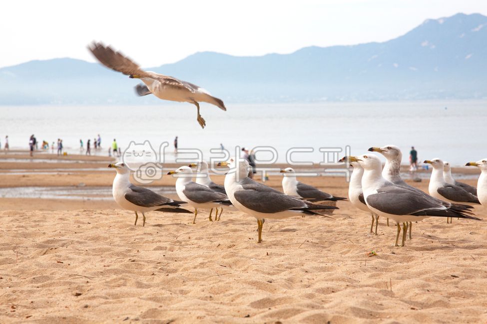 beak,Birds,gathered together,sand,Beach,fly,ocean,sandy beach,bird,animal,links,Seagull