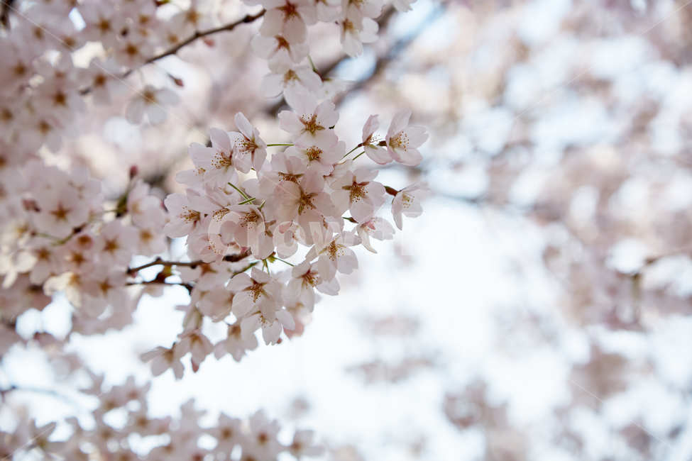 벚꽃,꽃,봄,꽃놀이,나무,봄,계절,spring,season,꽃,flower,plant,식물,blossom