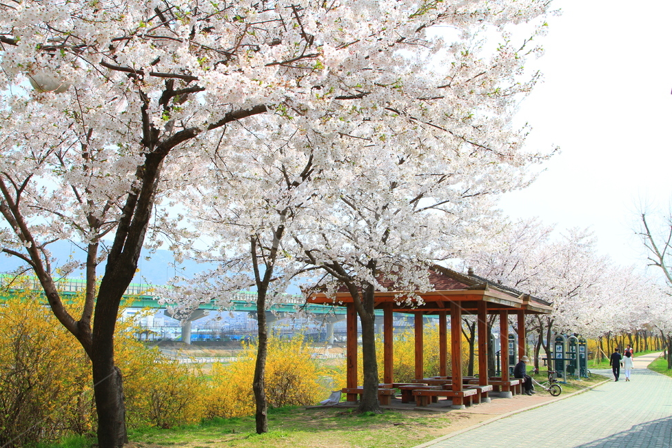 봄,사쿠라,일본꽃,벚꽃,벚꽃공원,봄,계절,spring,season,자연,풍경,nature,landscape,한국자연풍경,한국자연경관,korea nature landscape,person,사람,human,인간